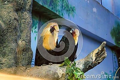 Bird couple. Papuan hornbill on a branch Stock Photo
