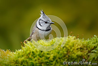 Bird with crest, Czech Republic Bird in the nature green moss habitat. Wildlife Europe, songbird. Crested Tit sitting, Songbird on Stock Photo