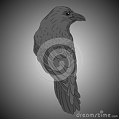 Bird crow black gray realistic Vector Illustration