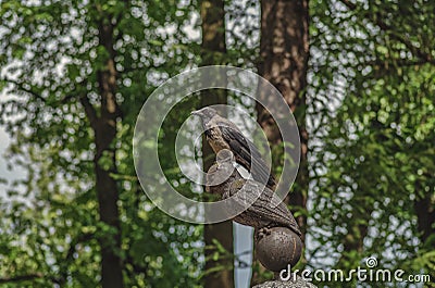 Crow on a stone tombstone owl grave Ukalovic. Lazarevskoye cemetery of Alexander Nevsky Lavra, St. Petersburg, Russia Stock Photo