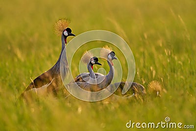 Bird dance. Crane love. Grey crowned crane, bird love, Balearica regulorum, with dark background. Bird head with gold crest in Stock Photo