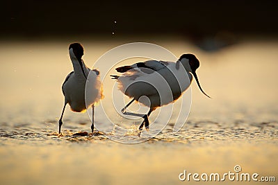 Bird dance in sunrise, lake water. Pied Avocet, Recurvirostra avosetta, black and white bird in the water, France. Wildlife scene Stock Photo