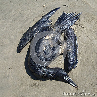 Bird died by oil industry Stock Photo