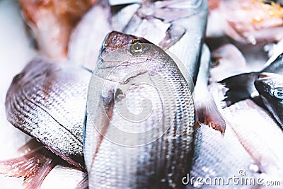 Bird dorado fish on ice background on the market, closup of fresh marine products, useful dietary sea food in restaurant, Stock Photo