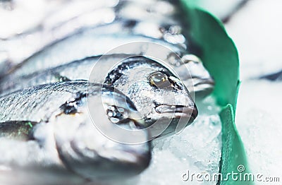 Bird dorado fish on ice background on the market, closup of fresh marine products, useful dietary sea food in restaurant, isolated Stock Photo