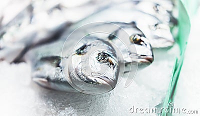 Bird dorado fish on ice background on the market, closup of fresh marine products, useful dietary sea food in restaurant, isolated Stock Photo