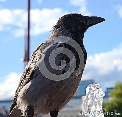 Bird drinking from a fountain Stock Photo