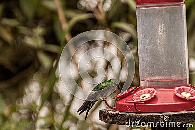 Bird drinking in a trough in a forest Stock Photo