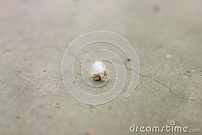 Bird dropping on the floor with copy space Stock Photo