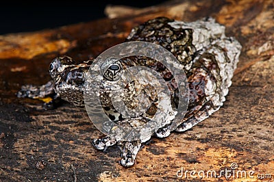 Bird dropping frog Stock Photo