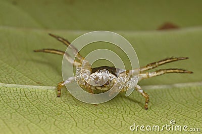 Bird dropping spider Stock Photo