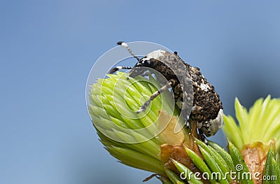 Bird-dropping Weevil, Platystomos albinus on fir needles Stock Photo