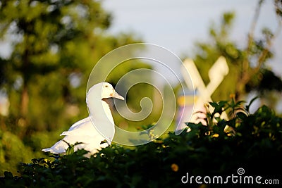 Bird duck Stock Photo