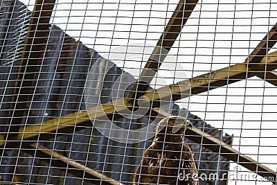 Bird eagle captured and imprisoned behind bars Stock Photo