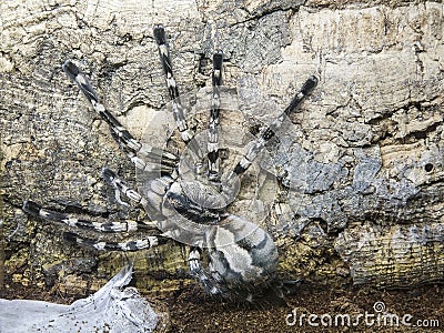 A bird-eating spider sits on an old tree Stock Photo