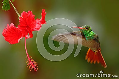 Bird from Ecuador. Rufous-tailed Hummingbird, Amazilia tzacatl, bird fling next to beautiful red rose hibiscus flower in neture ha Stock Photo