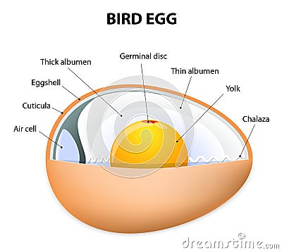 chicken egg production