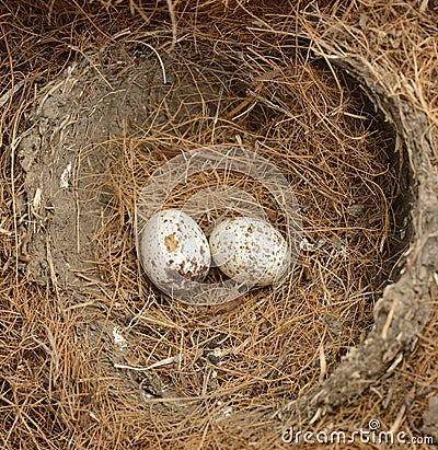 Bird Eggs Stock Photo