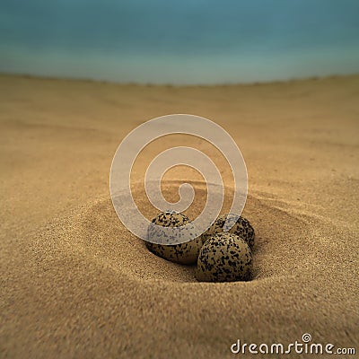 Bird eggs in the desert Stock Photo