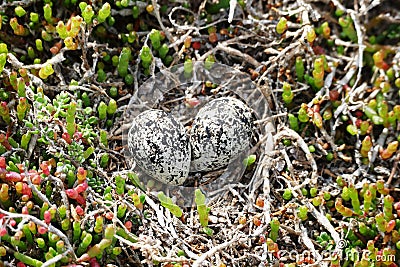 Bird eggs Stock Photo