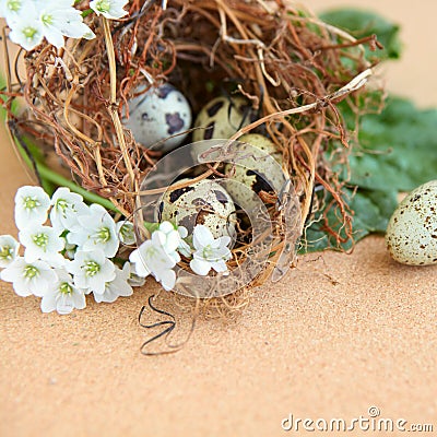 Bird eggs in nest. Stock Photo
