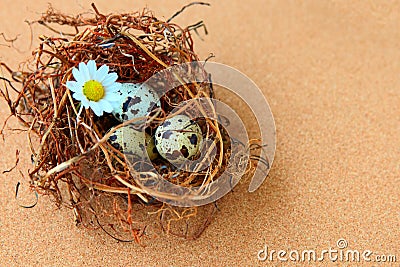 Bird eggs in nest. Stock Photo