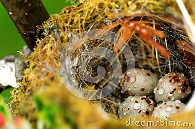 Bird eggs in nest Stock Photo