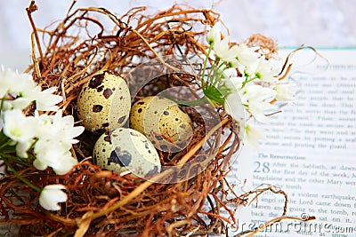 Bird eggs in nest on Bible. Stock Photo