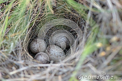 Bird eggs in a nest Stock Photo