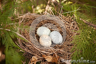 Bird eggs in a nest Stock Photo