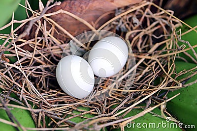 Bird eggs in the nest Stock Photo