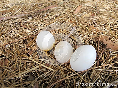 Bird Eggs Stock Photo