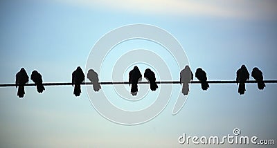 Silhouette of Bird on the electric wire cable on Blue background Stock Photo