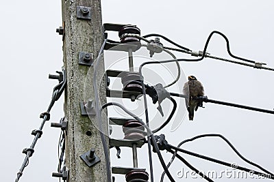 Bird and Eletricity line and electricity post Stock Photo