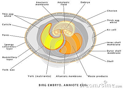 Bird embryo Vector Illustration