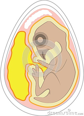 Bird Embryo vector Vector Illustration