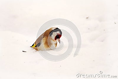 Bird European goldfinch - Carduelis carduelis Stock Photo