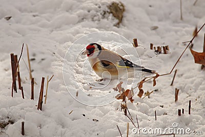 Bird European goldfinch - Carduelis carduelis, nature details, season specific Stock Photo