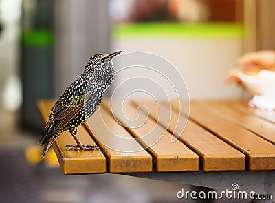 Bird, European starling, vulgaris, avian, copy space Stock Photo