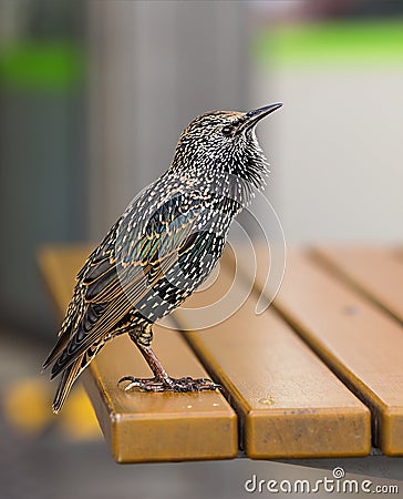 Bird, European starling, vulgaris, avian, copy space Stock Photo