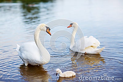 Bird family: swans and cygnet, on a lake Stock Photo