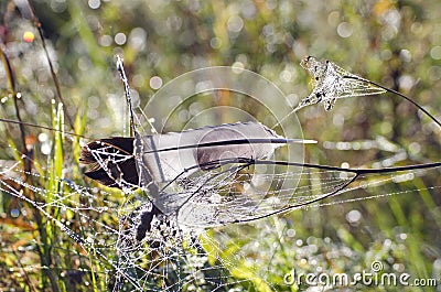 Bird feather on dewy spider-web in autumn Stock Photo