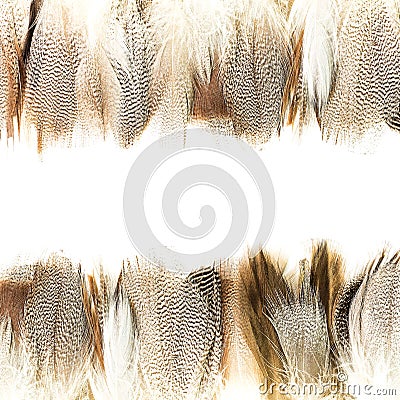 Bird feather Stock Photo
