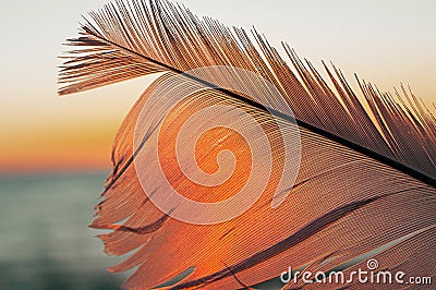 Bird feather on sunset background Stock Photo