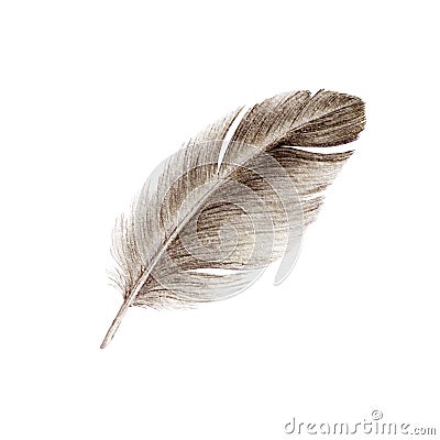 Bird feather watercolor realistic close up illustration. Duck or goose soft natural down image. Fluffy smooth quill on wh Cartoon Illustration