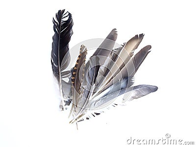 Bird Feathers Stock Photo