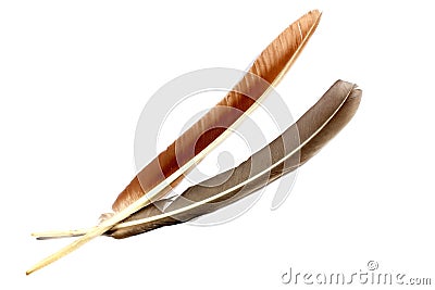 Bird Feathers Stock Photo