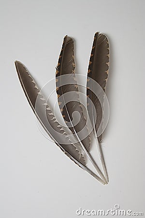 Bird feathers Stock Photo