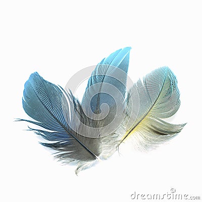 Bird feathers isolated Stock Photo