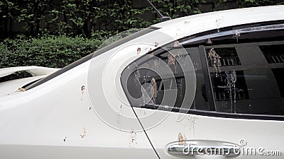 Bird feces on car. Bird droppings on cars. Editorial Stock Photo